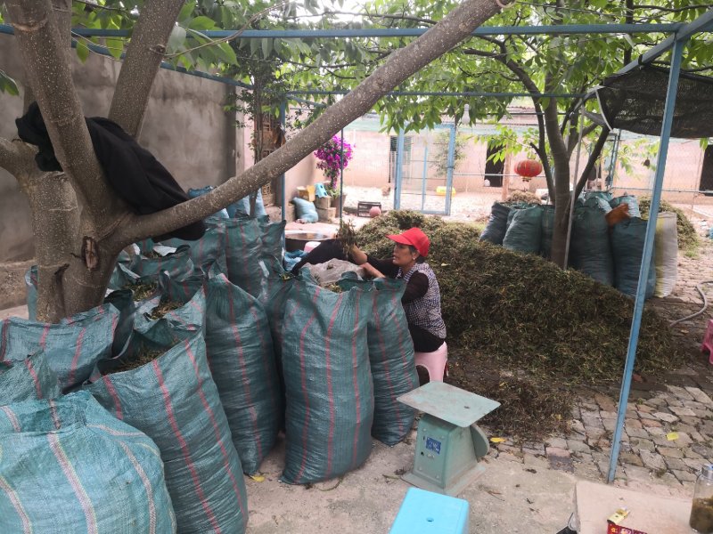 云南迪庆高海拔野生石橄榄品种非常好