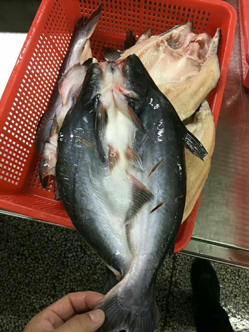 开背巴沙鱼，规格全，质优价廉