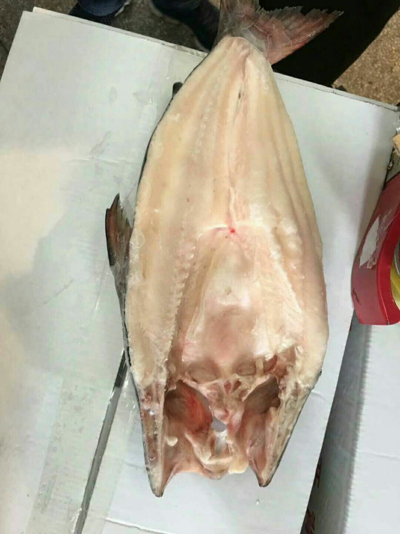 开背巴沙鱼，规格全，质优价廉