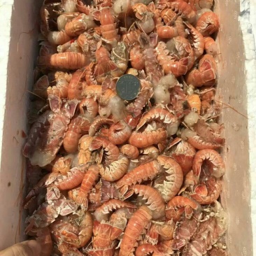海熬虾尾，国产地直发，质优价廉