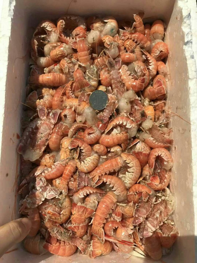 海熬虾尾，国产地直发，质优价廉