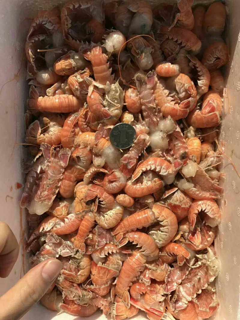 海熬虾尾，国产地直发，质优价廉
