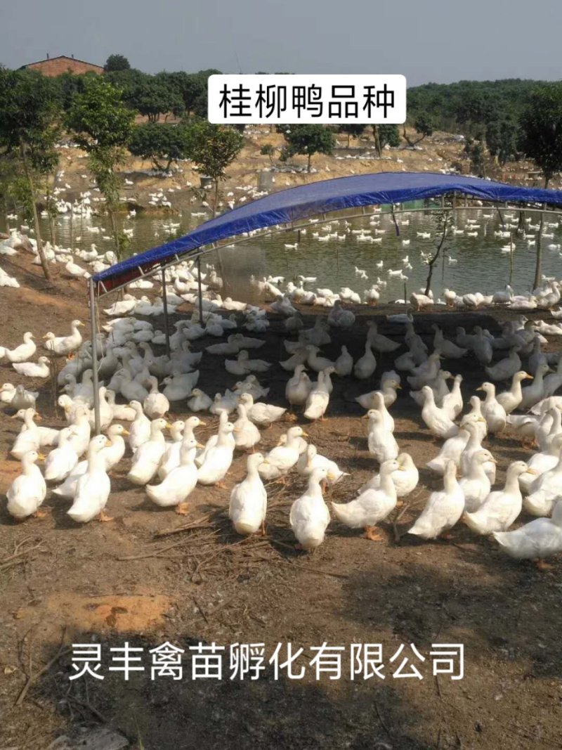 桂柳白鸭苗，【高销量好货热卖】包运输成活，假一赔十