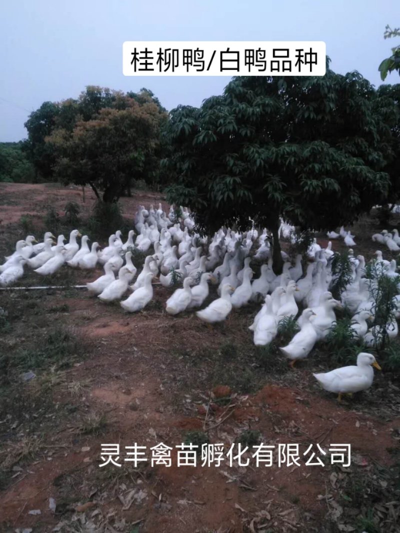 桂柳白鸭苗，【高销量好货热卖】包运输成活，假一赔十