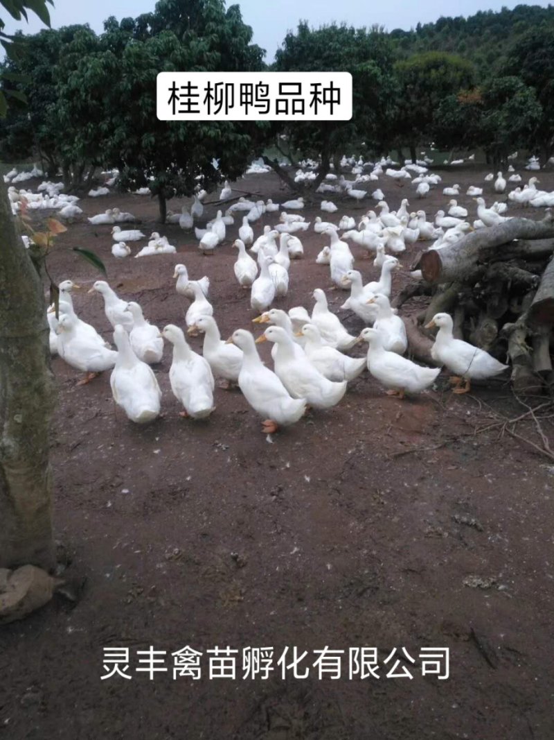 桂柳白鸭苗，【高销量好货热卖】包运输成活，假一赔十