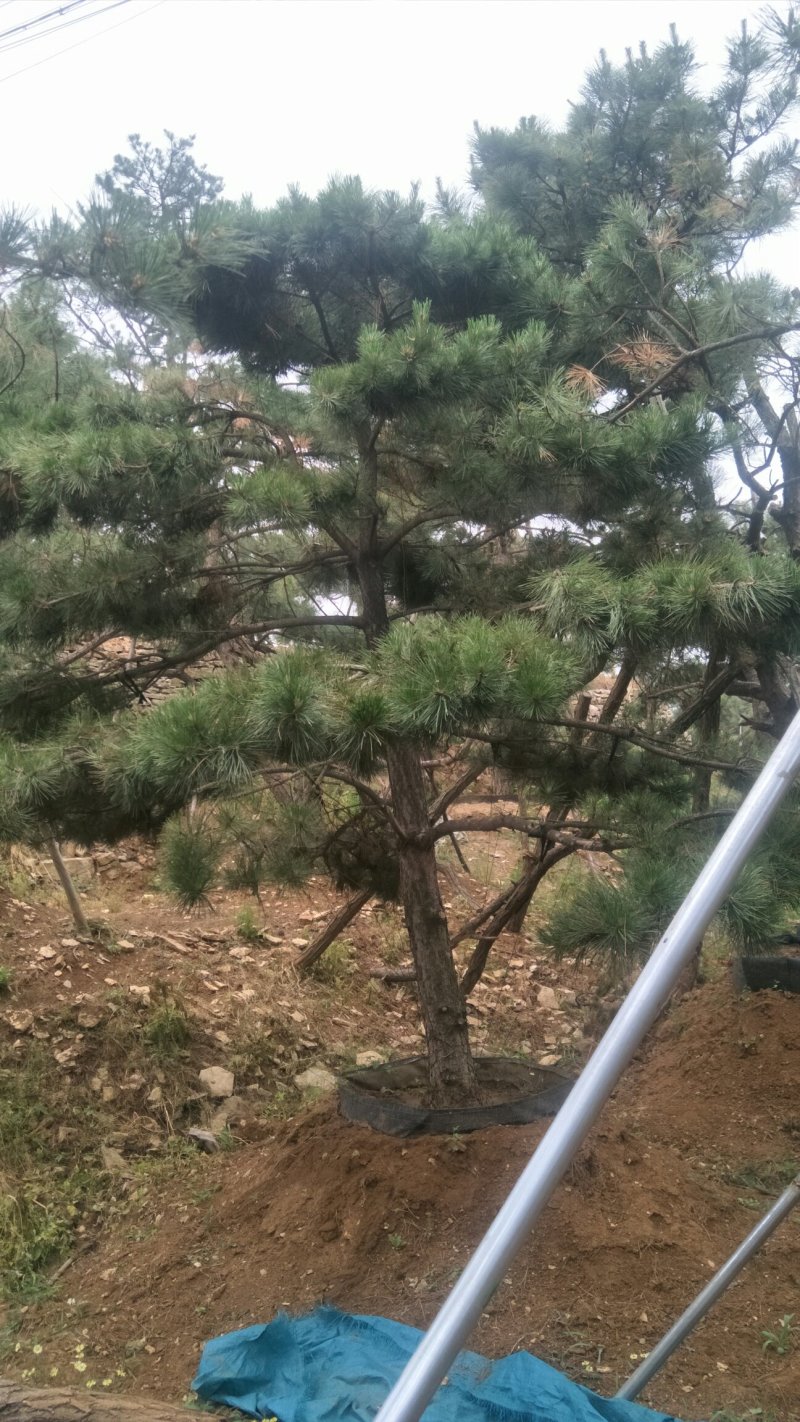 造型松