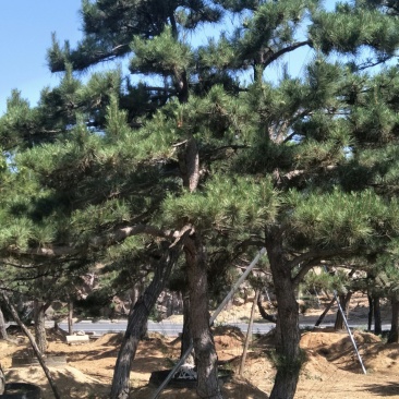 造型松