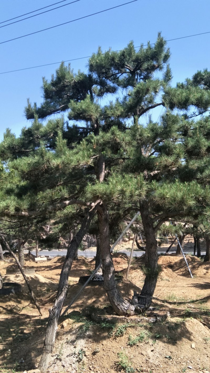 造型松