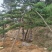 造型松
