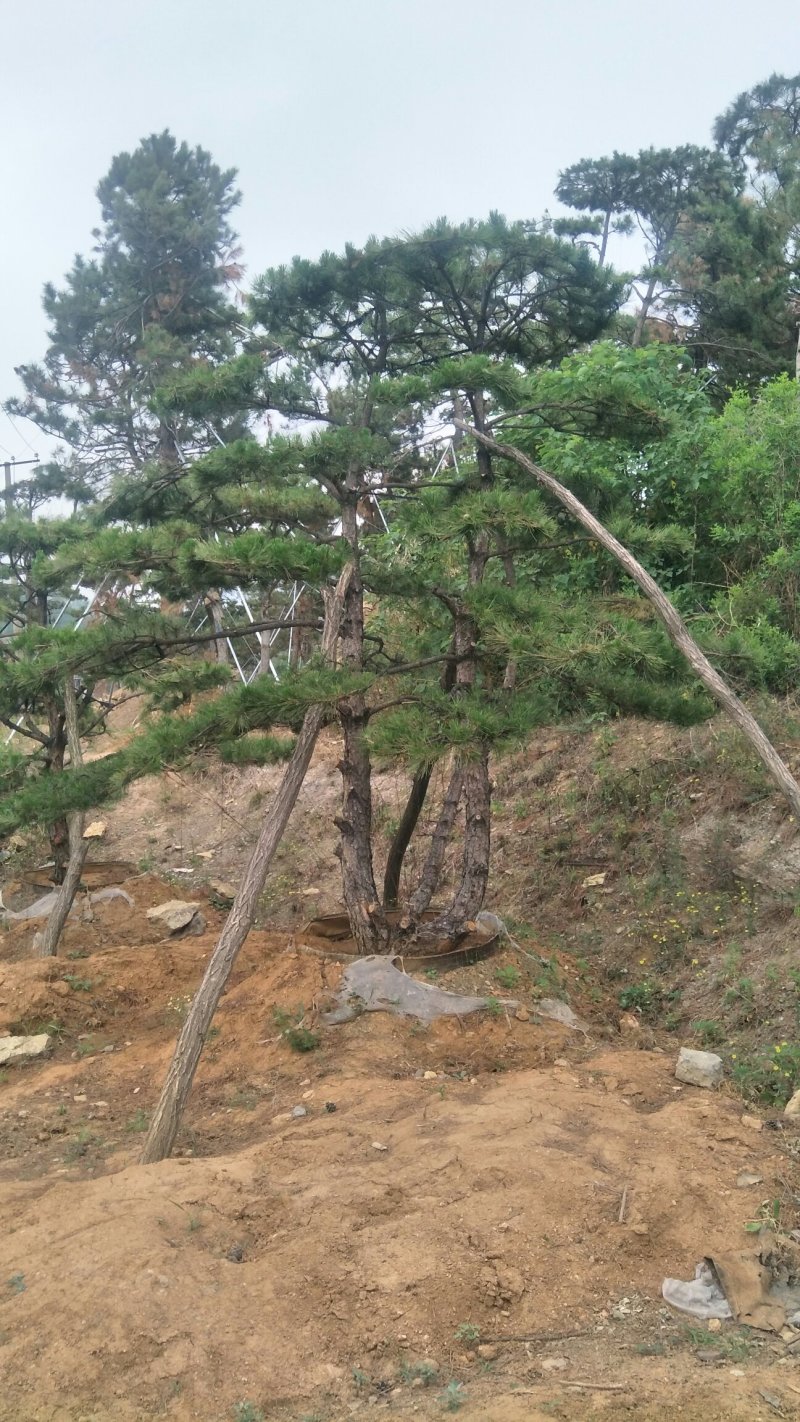 造型松