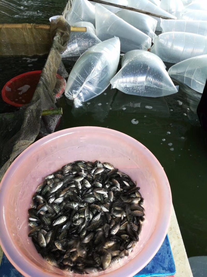 罗非鱼苗吉富罗非苗全雄罗非苗海南一号罗非鱼苗