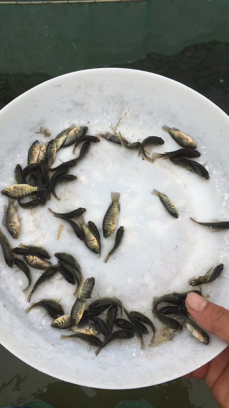 罗非鱼苗吉富罗非苗全雄罗非苗海南一号罗非鱼苗