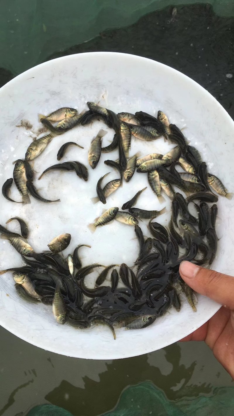 罗非鱼苗吉富罗非苗全雄罗非苗海南一号罗非鱼苗