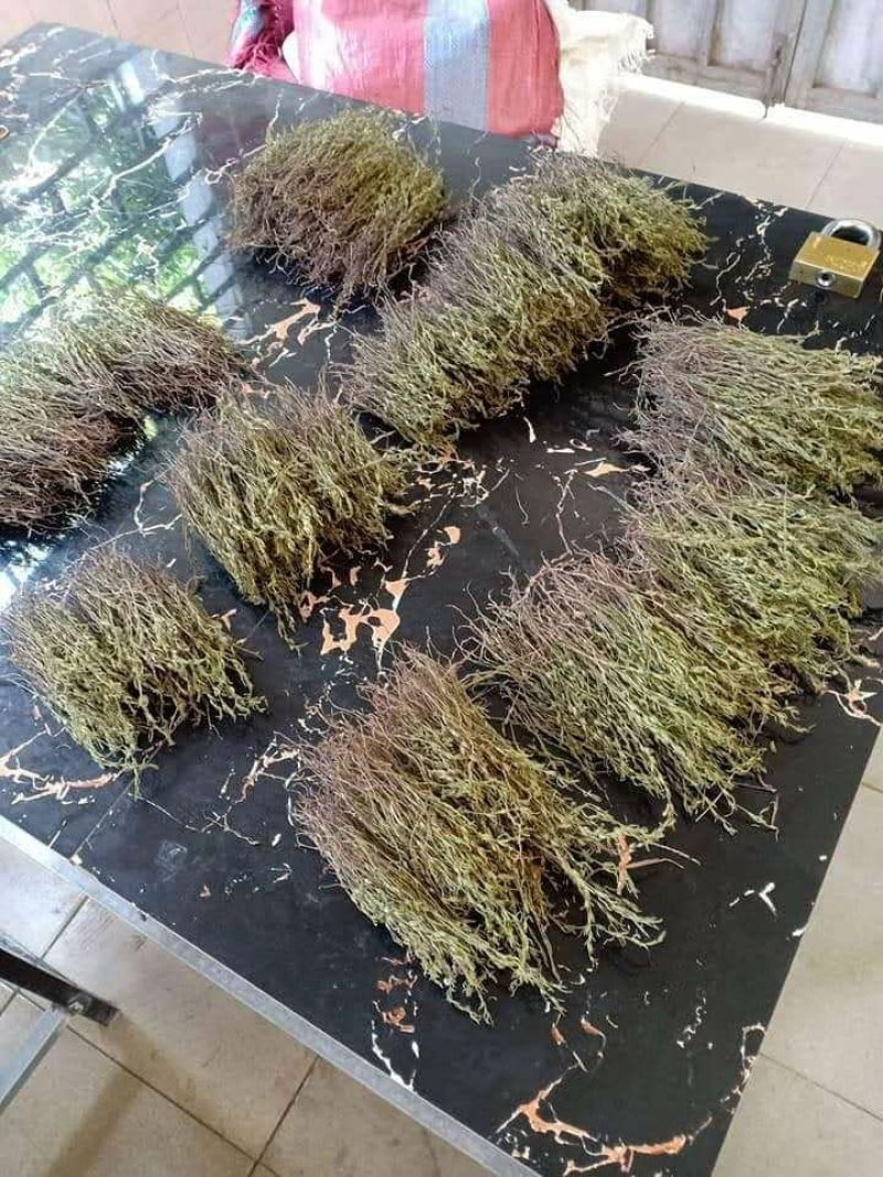大量供应野生独脚金，量大优惠