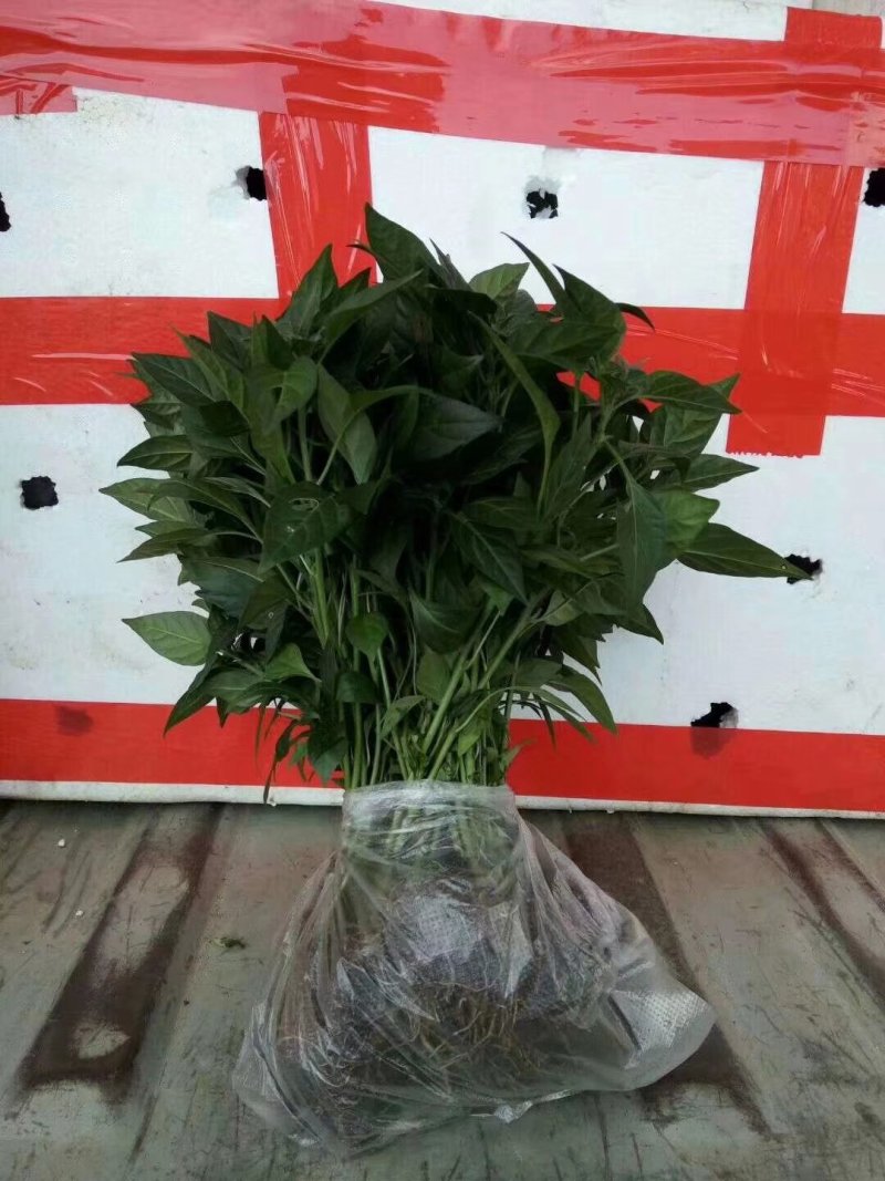 辣椒苗，线椒苗，818辣椒苗子，辣椒王苗子