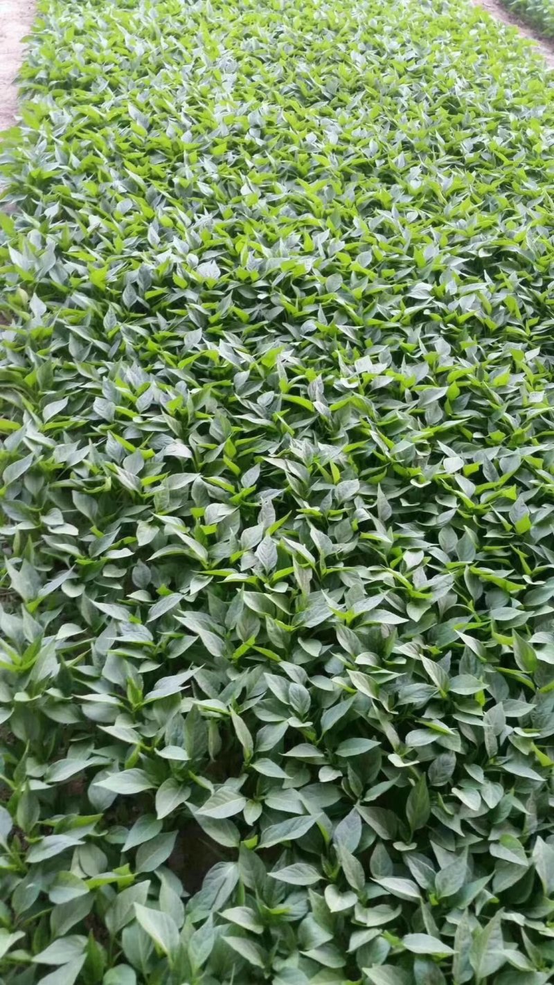 辣椒苗，线椒苗，818辣椒苗子，辣椒王苗子