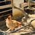 走地鸡、土鸡龙门胡须鸡、5-6个月养殖周期