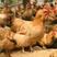 走地鸡、土鸡龙门胡须鸡、5-6个月养殖周期