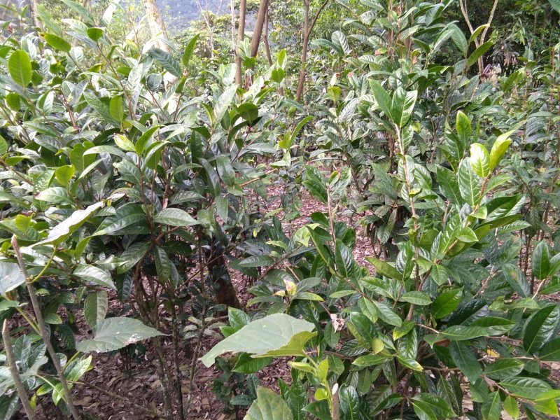 金花茶叶