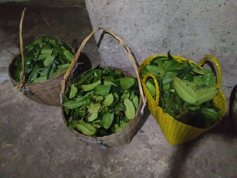 金花茶叶