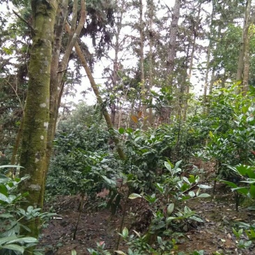 金花茶叶