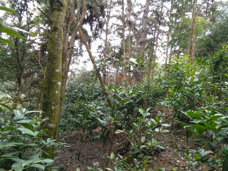 金花茶叶