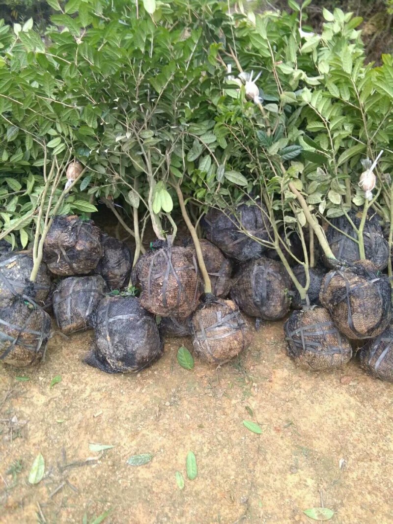 金花茶叶