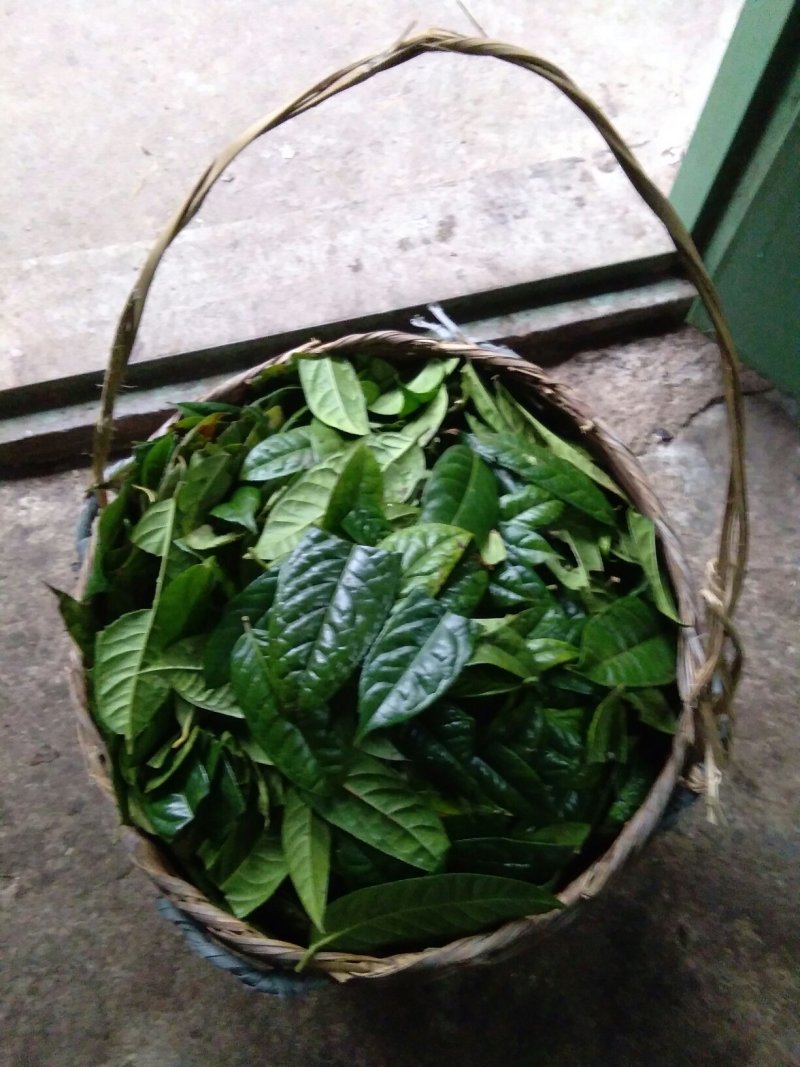 金花茶叶