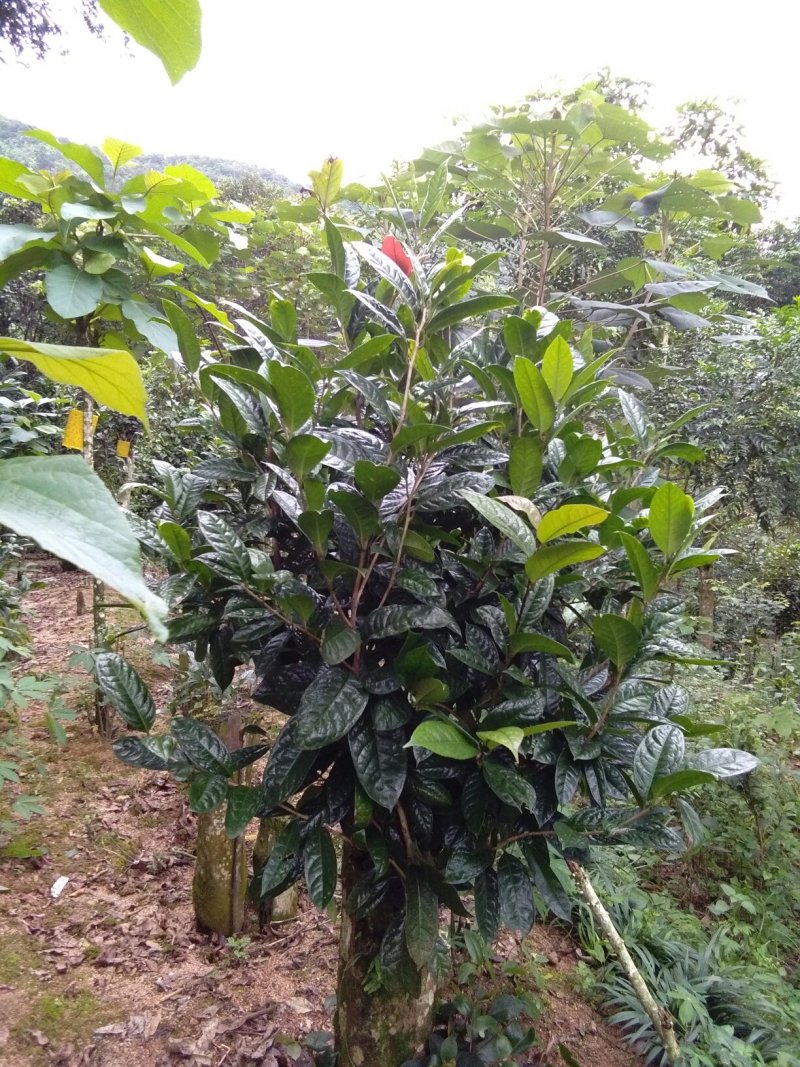 金花茶叶