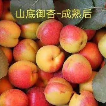 杏