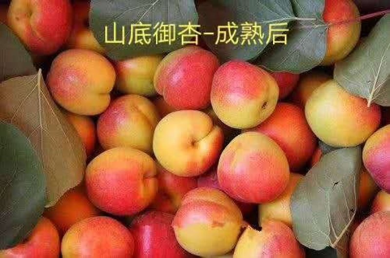 杏
