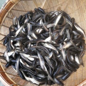 大口鲶