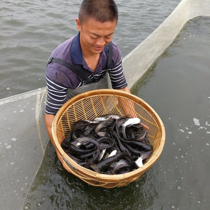 大口鲶