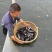 大口鲶