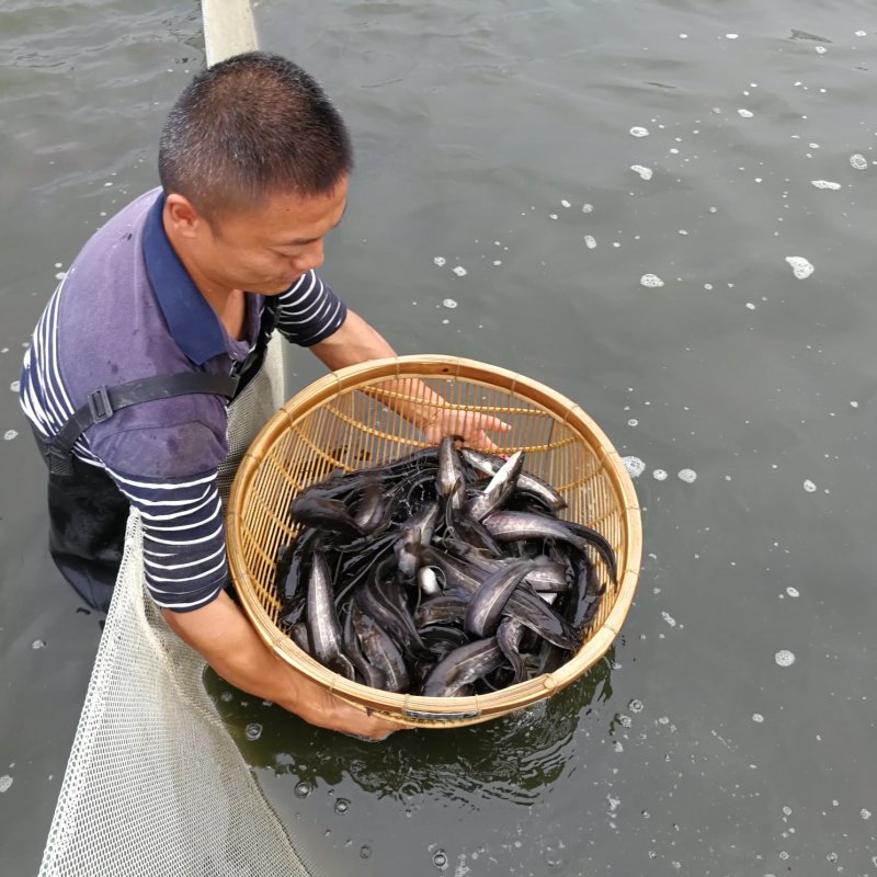 大口鲶