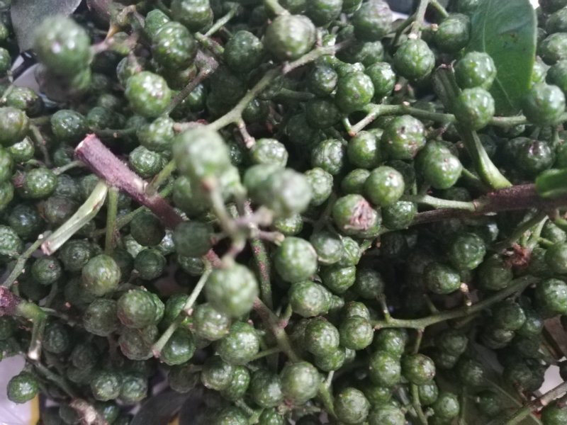 江津鲜花椒