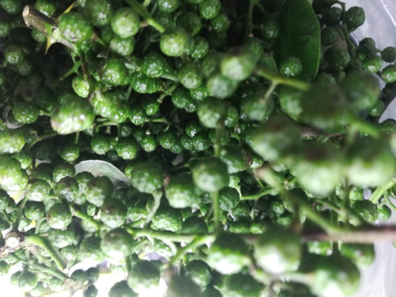江津鲜花椒