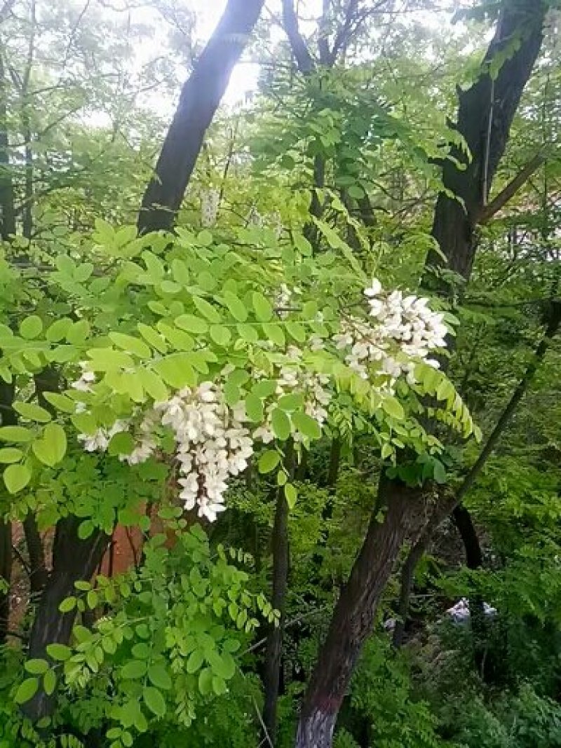 洋槐蜜(今年新蜜，批发)