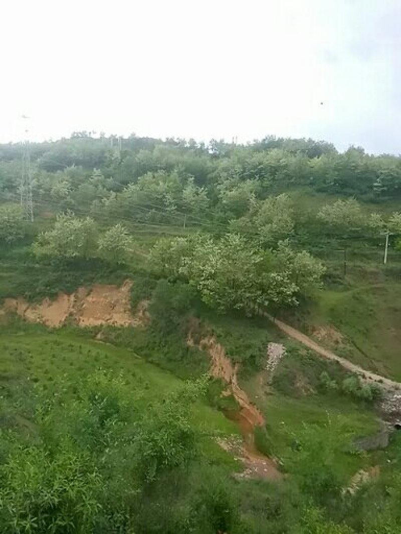洋槐蜜(今年新蜜，批发)