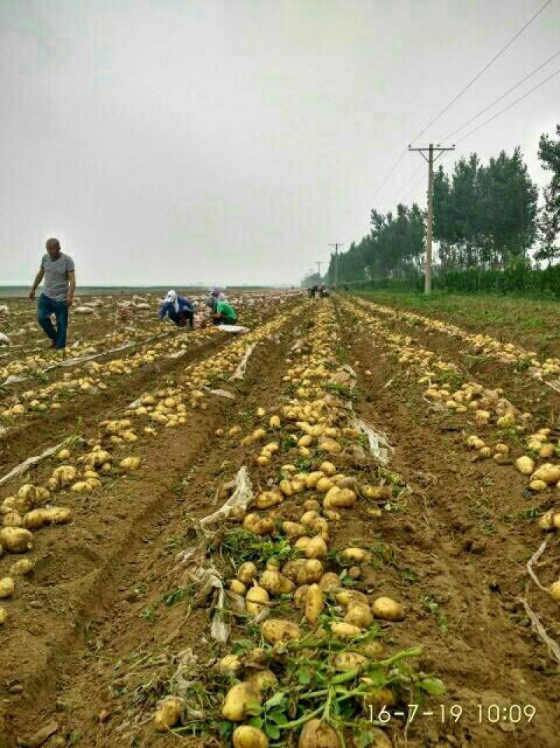 何兰十五土豆，大量上市了个头均匀无虫眼彦色好看质量保证1