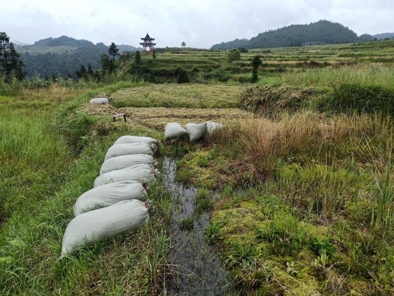 一级水苔