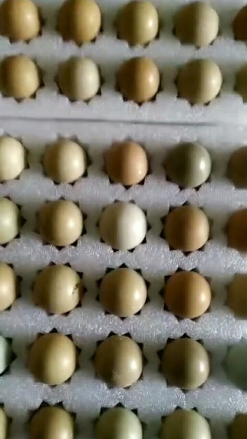 孔雀蛋