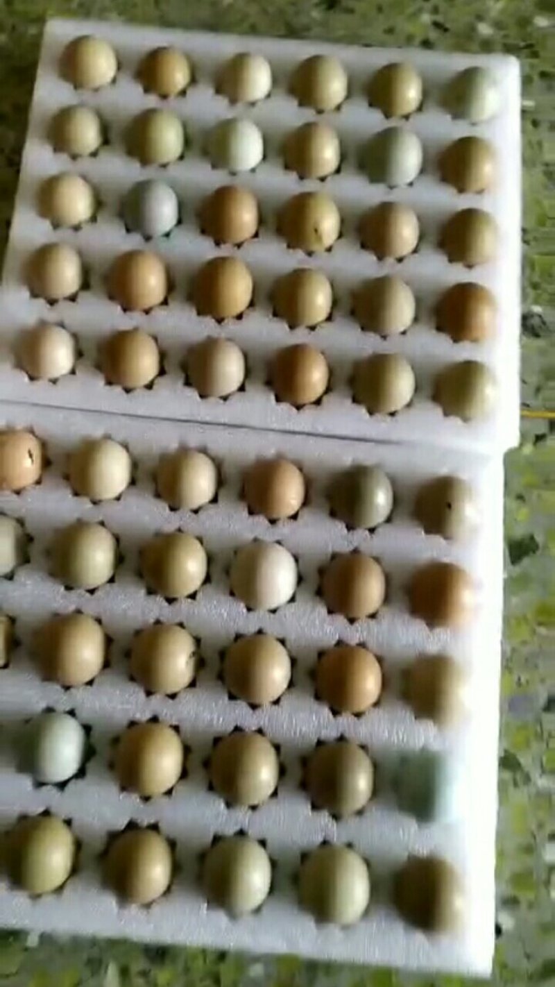 孔雀蛋