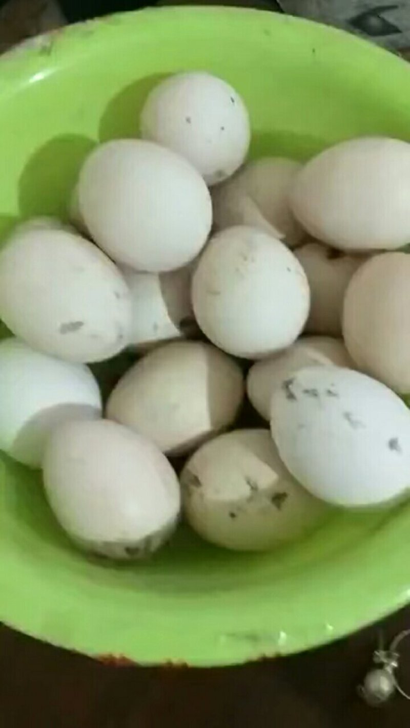山鸡蛋