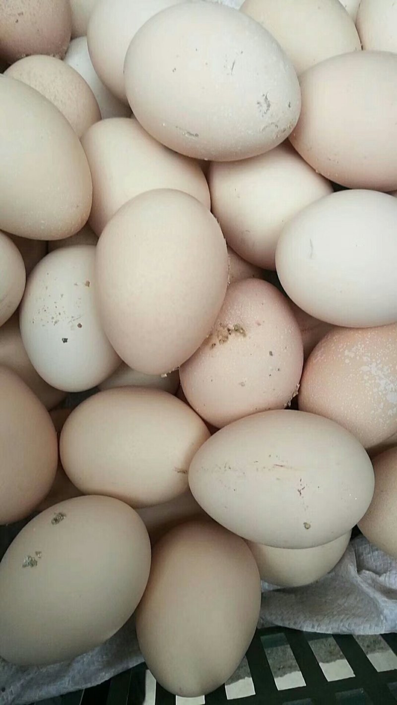 山鸡蛋