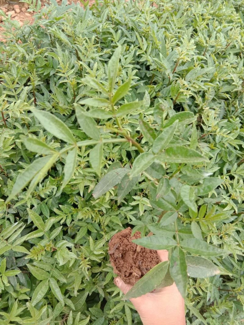 九叶青花椒苗重庆云南青花椒苗产地批发藤基地直发两年挂果