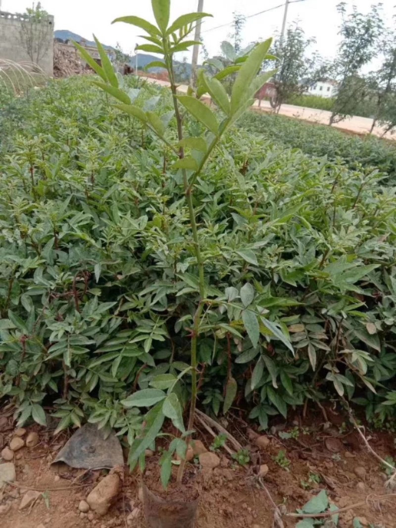 九叶青花椒苗重庆云南青花椒苗产地批发藤基地直发两年挂果