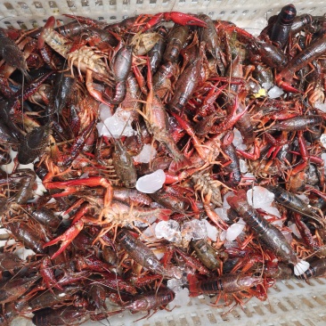新鲜活虾尾