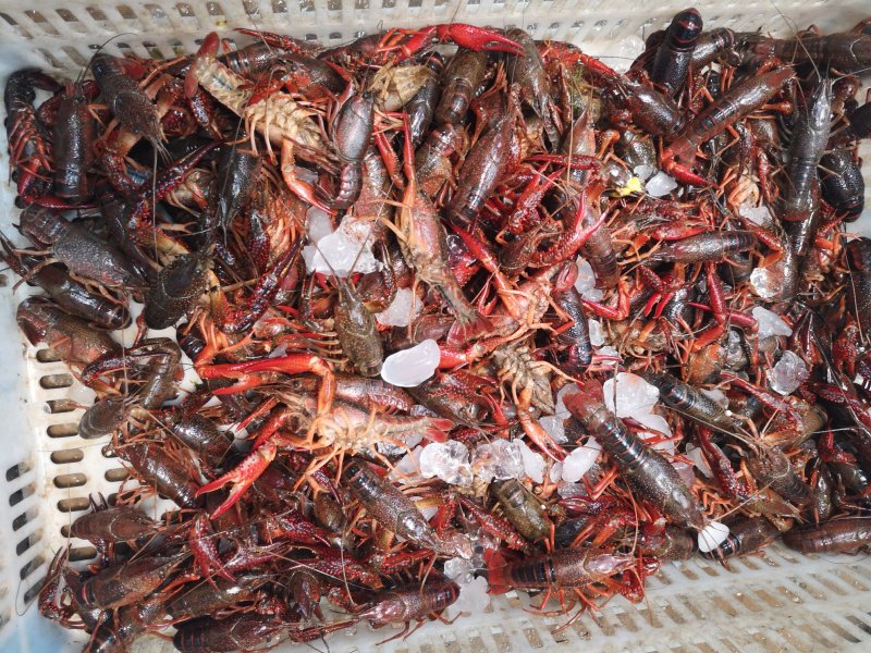 新鲜活虾尾