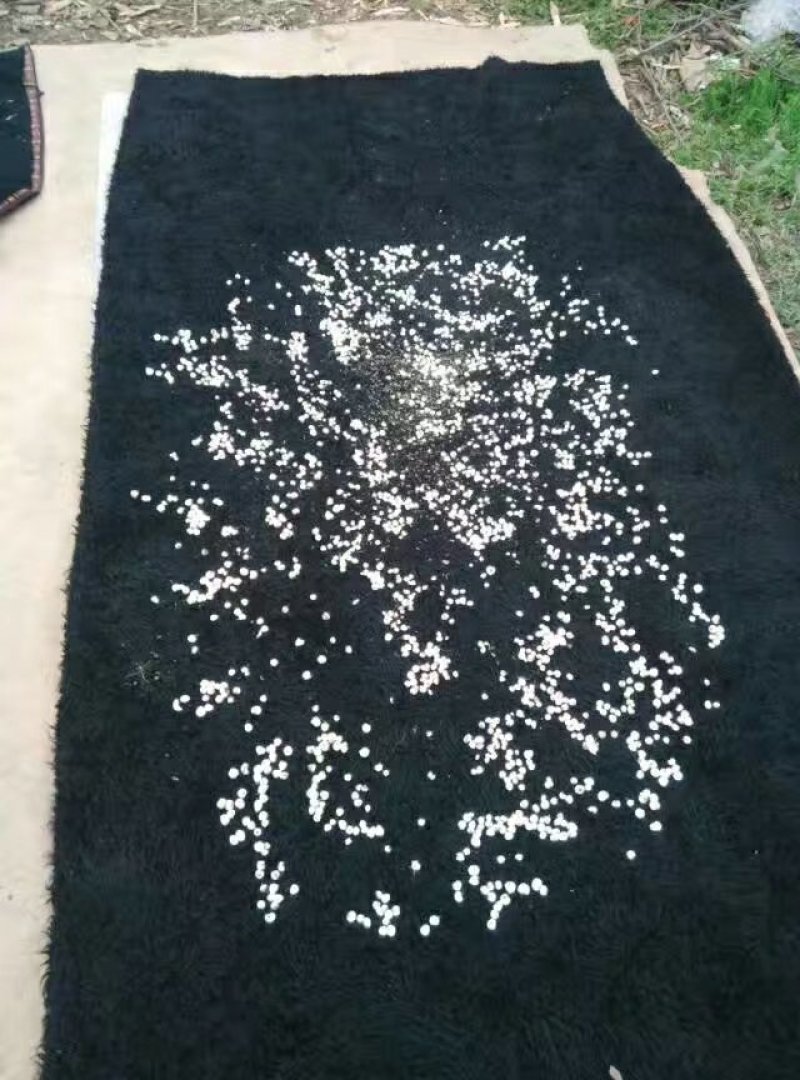 贝母
